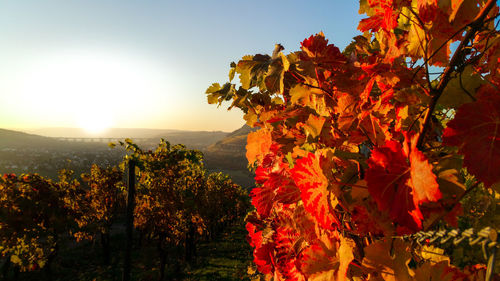 Vineyard during autumn against sky