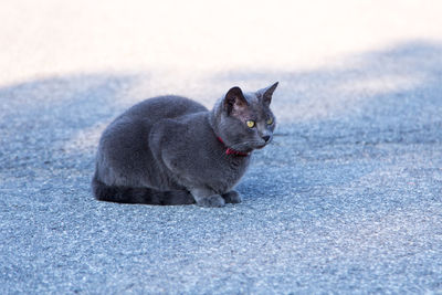 Side view of a cat looking away