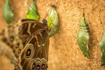 Close-up of butterfly on leaf