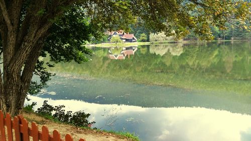 Reflection of trees in pond