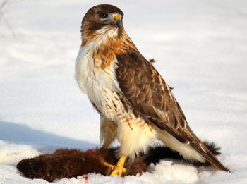 Close-up side view of a red-tailed hawk with catch on snow