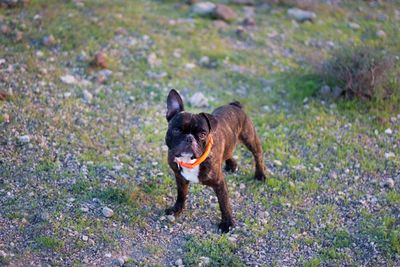 Dog running in field