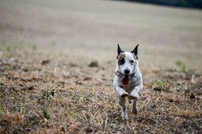 Dog running on field