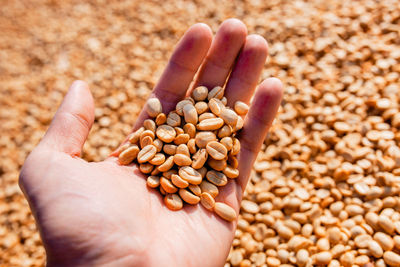 Female hands holding raw coffee beans.