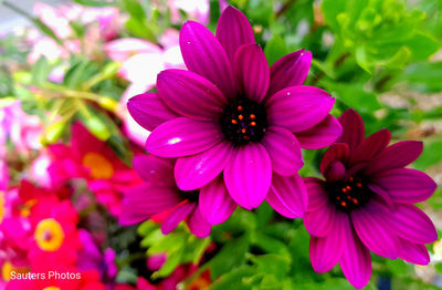 Close-up of pink flowers