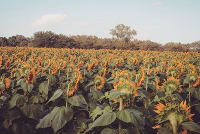 Scenic view of flowers growing in field