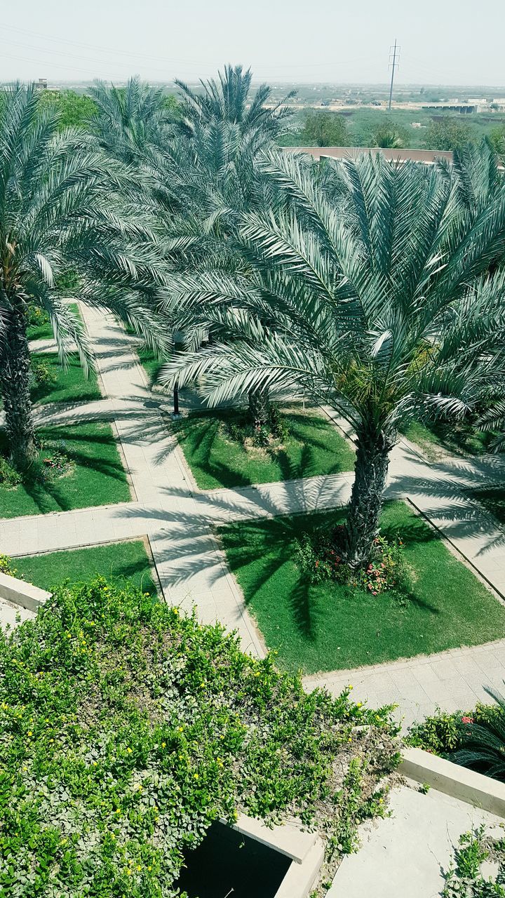 palm tree, growth, tree, plant, nature, green color, day, high angle view, no people, outdoors, beauty in nature, agriculture, grass