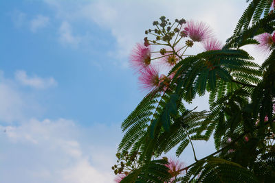 Low angle view of pink flower tree against sky