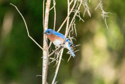 Eastern bluebird sialia sialis on a pine tree in naples, florida.