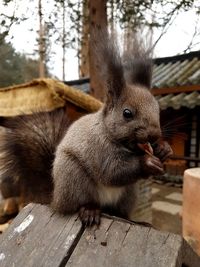 Close-up of squirrel on structure