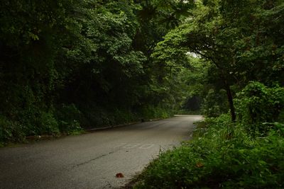 View of trees along road