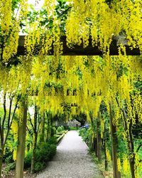 Scenic view of yellow flower trees on landscape