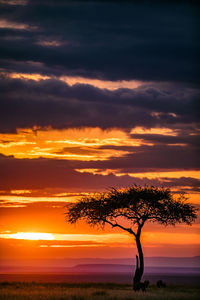Silhouette tree on field against romantic sky at sunset