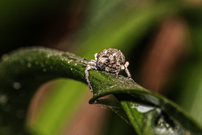 Close-up of insect on leaf