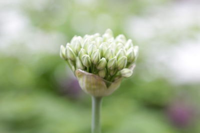 Close-up of flowers