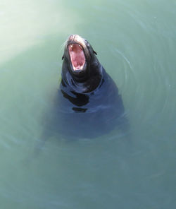 Close-up of turtle swimming in water