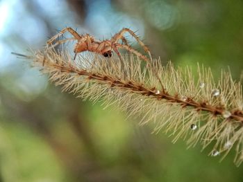 Close-up of spider on plant