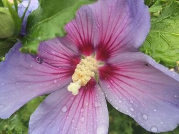 Close-up of pink hibiscus blooming outdoors