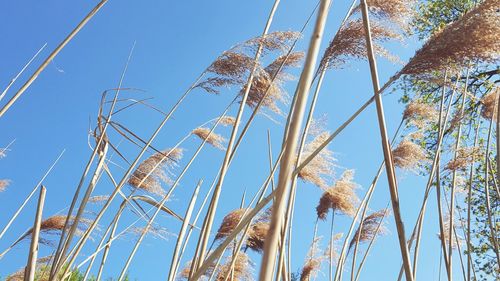 Low angle view of plants against blue sky