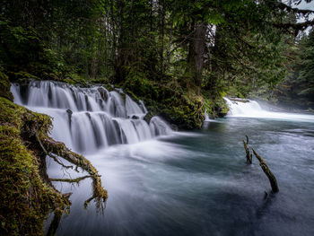 Scenic view of waterfall in forest