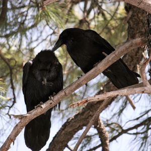 Low angle view of bird perching on tree against sky