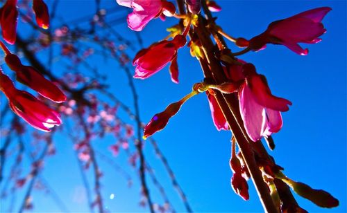 Close-up low angle view of flowers