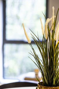 Close-up of flowering plant against blurred background