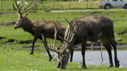 Deer on field