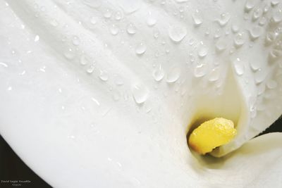 Full frame shot of water drops on fruit