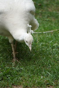 White peacock in a field