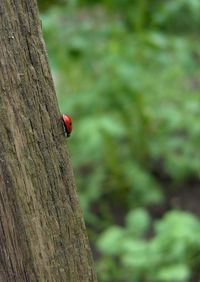 Close-up of ladybug on leaf