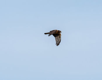 Low angle view of eagle flying against clear sky