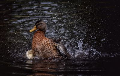 Duck swimming in lake