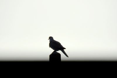 Bird perching on a silhouette of man