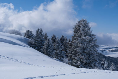 Snow covered plants by trees against sky