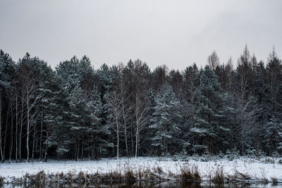 Trees on snow covered land against sky