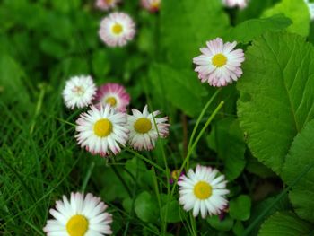 Close-up of white flowering plants