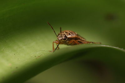 Close-up of insect