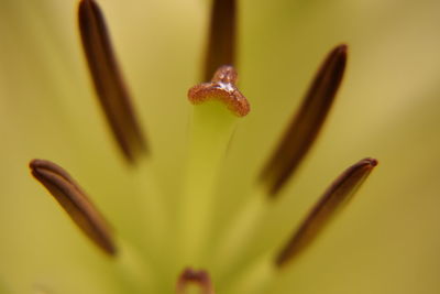 Close-up of yellow flower