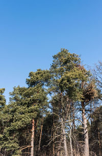 Low angle view of trees against clear sky