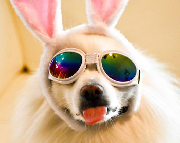 Close-up of dog wearing sunglasses