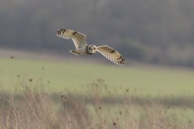 Owl flying against blurred background