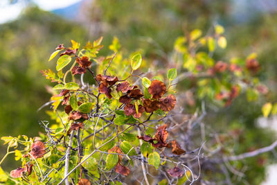 Close-up of flowering plant leaves