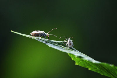 Close-up of insect on plant