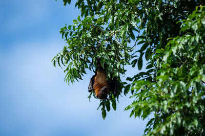 Low angle view of bird on tree against sky