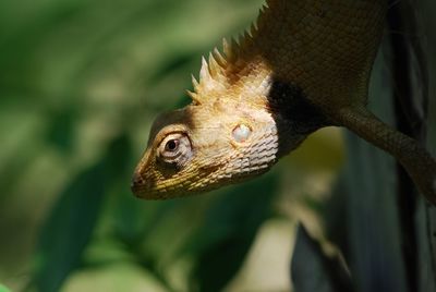 Close-up of lizard on tree