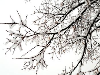 Low angle view of bare tree against clear sky