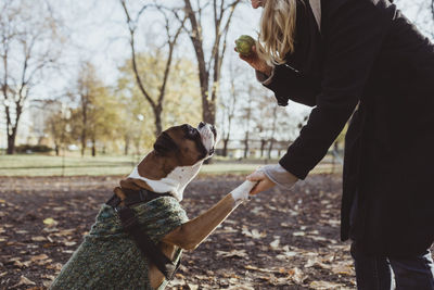 Midsection of young woman and boxer dog with handshake while holding ball at park