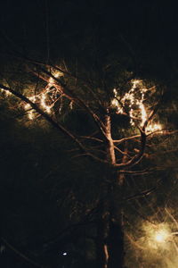 Full frame shot of bare tree at night
