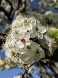 Close-up of white cherry blossoms in spring